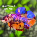 Multicolor Candy Galaxy JUMBO GIANT HMPK Betta Fish Male