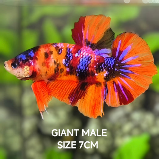 Multicolor Orange Galaxy GIANT HMPK Betta Fish Male