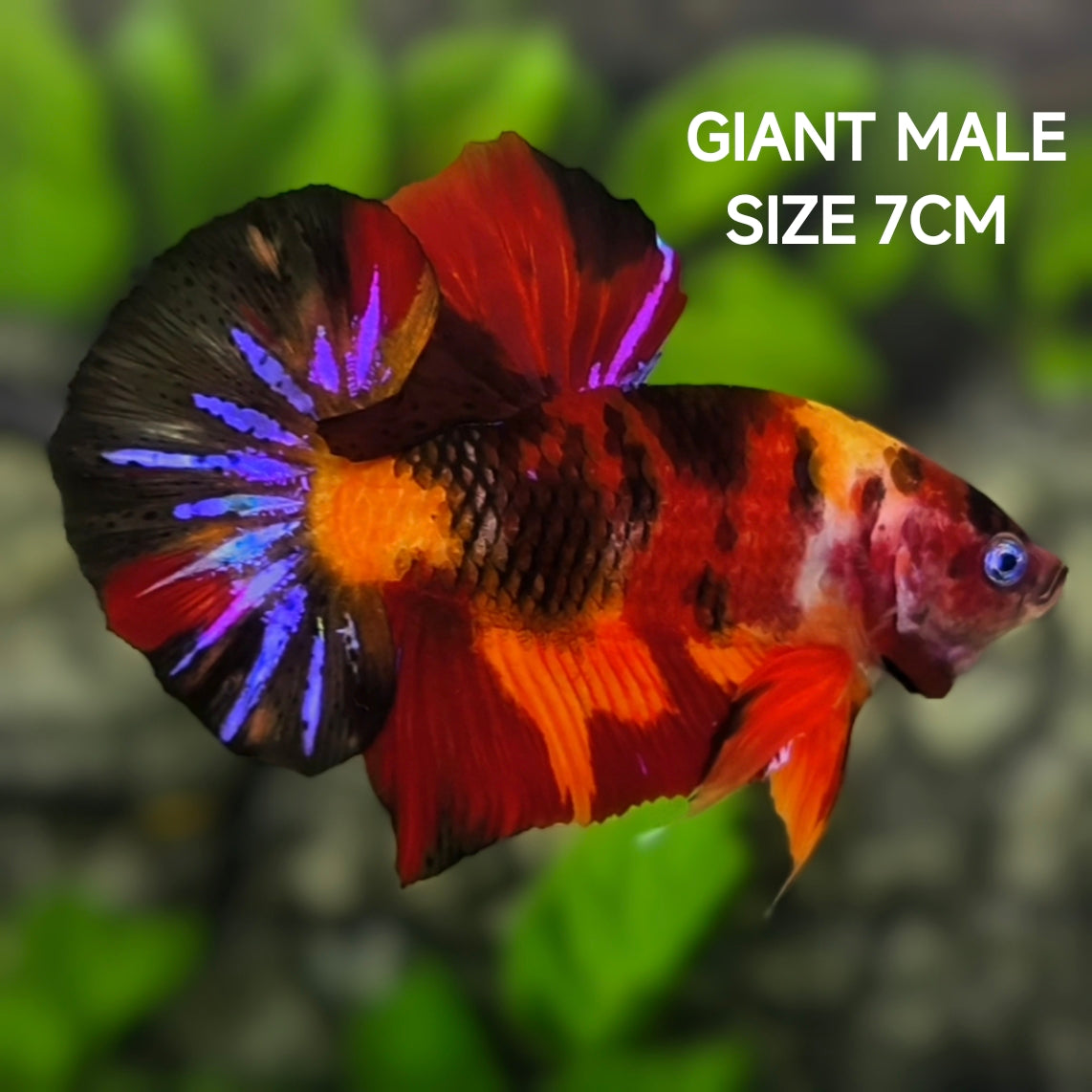 Multicolor Tiger Koi GIANT HMPK Betta Fish Male