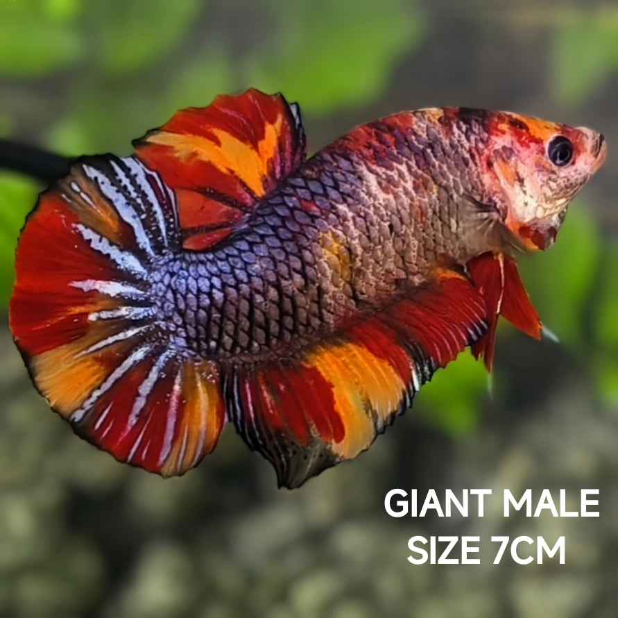 Multicolor Leopard GIANT HMPK Betta Fish Male
