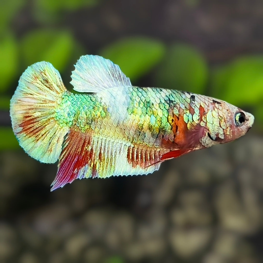 Green Fancy HMPK Betta Fish Female For Sorority / Breed
