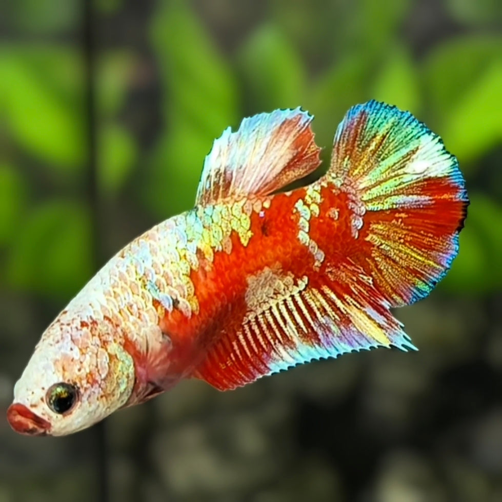 Red Barongsai Samurai Red Lip HMPK Betta Fish Female For Sorority / Breed