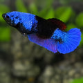 Blue Black Light HMPK Betta Fish Female For Sorority / Breed