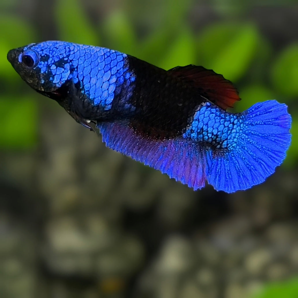 Blue Black Light HMPK Betta Fish Female For Sorority / Breed