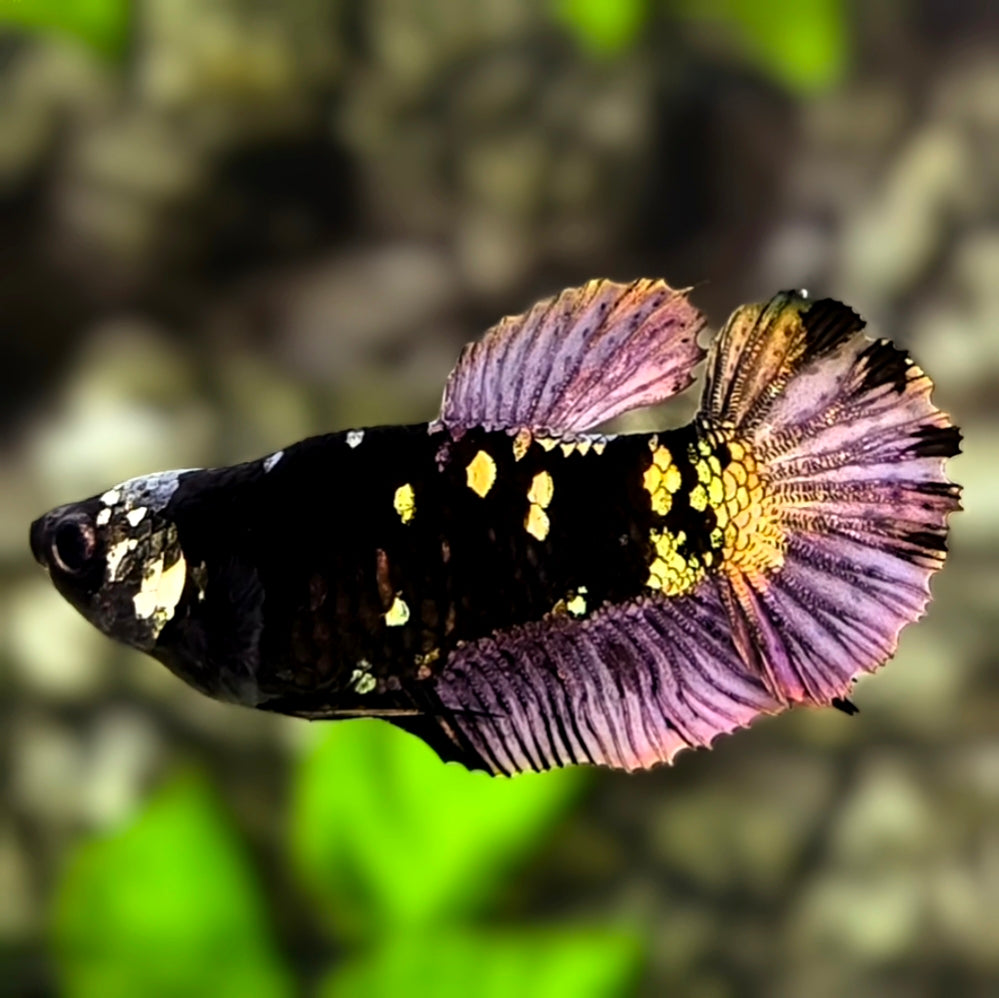 Short Body Avatar Black Panther HMPK Betta Fish Female For Sorority / Breed