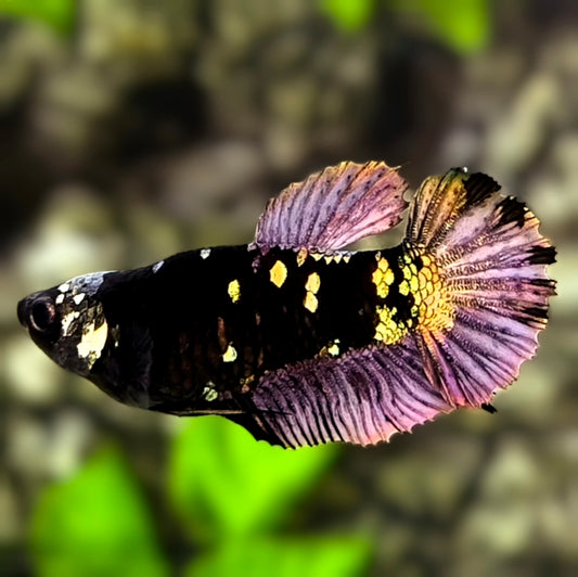 Short Body Avatar Black Panther HMPK Betta Fish Female For Sorority / Breed