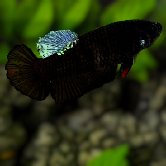 Steel Blue Black Light HMPK Betta Fish Female For Sorority / Breed