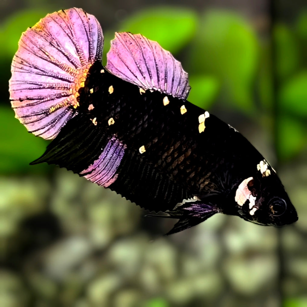 Avatar Black Panther HMPK Betta Fish Female For Sorority / Breed