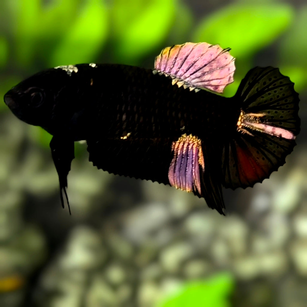 Black Light Copper Gold HMPK Betta Fish Female For Sorority / Breed