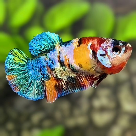Yellowbase Multicolor Galaxy HMPK Betta Fish Female For Sorority / Breed