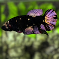 Avatar Black Panther HMPK Betta Fish Female For Sorority / Breed