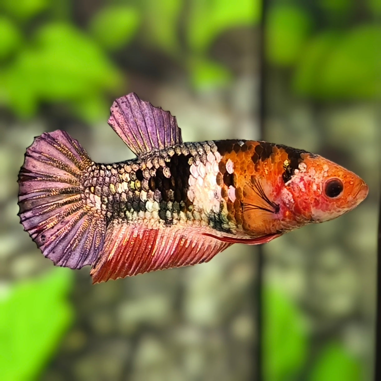 Red Tiger Koi Copper HMPK Betta Fish Female For Sorority / Breed