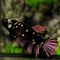 Avatar Black Panther HMPK Betta Fish Female For Sorority / Breed