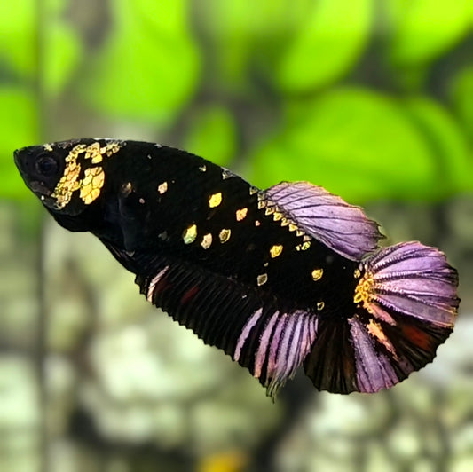 Avatar Black Panther HMPK Betta Fish Female For Sorority / Breed