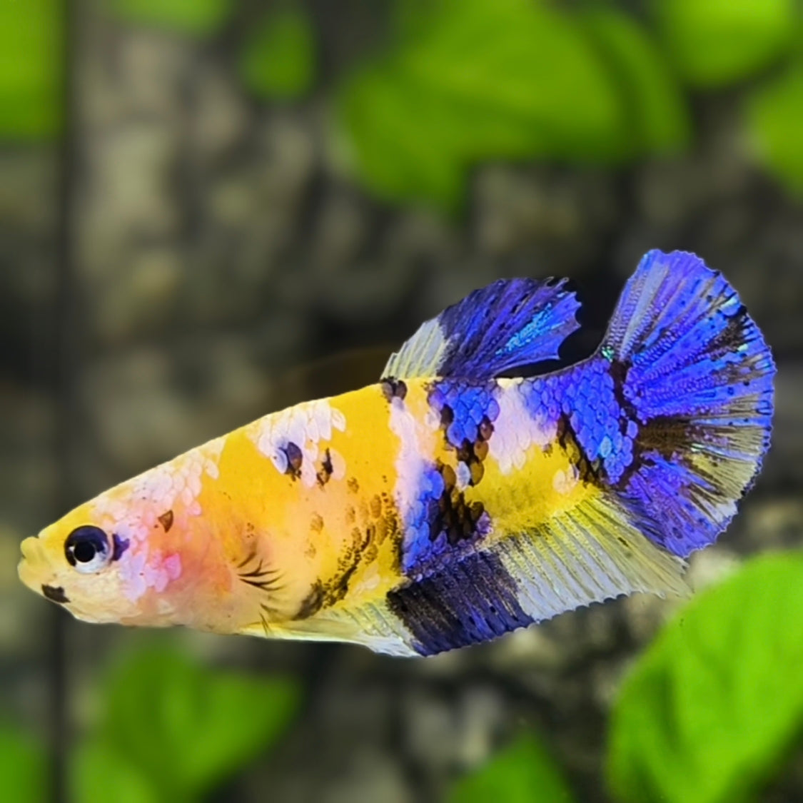 Yellow Blue Koi Galaxy HMPK Betta Fish Female For Sorority / Breed