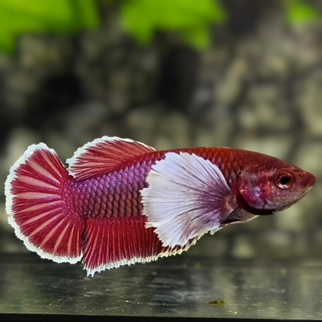 Dumbo Ears Lavender HMPK Betta Fish Female For Sorority / Breed