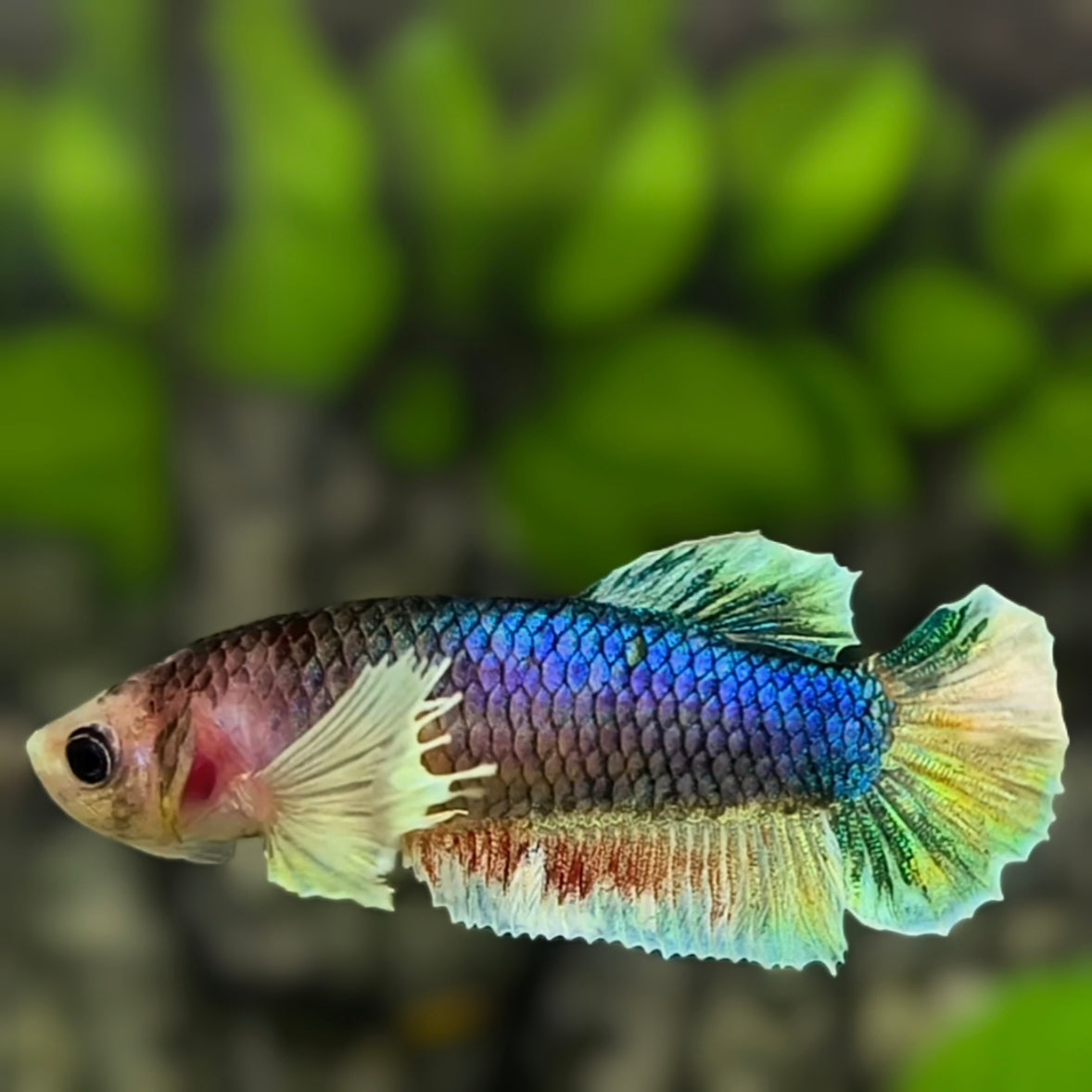 Fancy Big Ears HMPK Betta Fish Female For Sorority / Breed