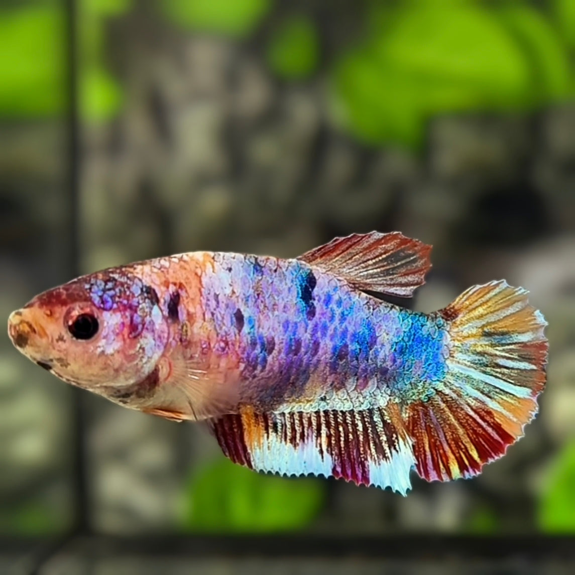 Multicolor Candy HMPK Betta Fish Female For Sorority / Breed