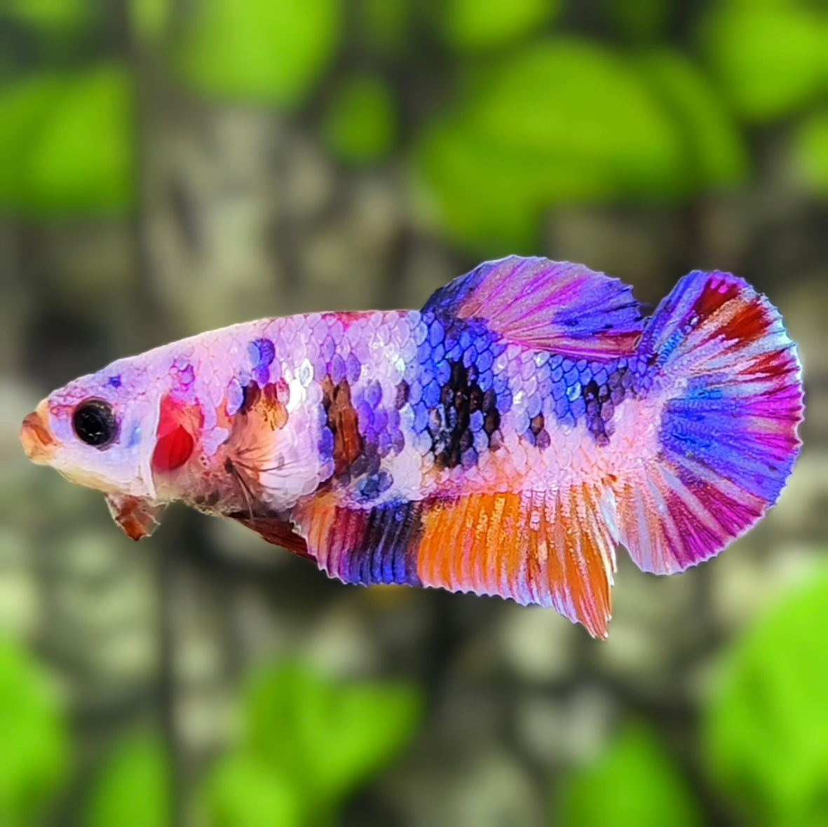 Multicolor Candy Galaxy HMPK Betta Fish Female For Sorority / Breed