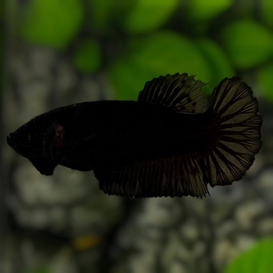 Solid Super Black HMPK Betta Fish Female For Sorority / Breed