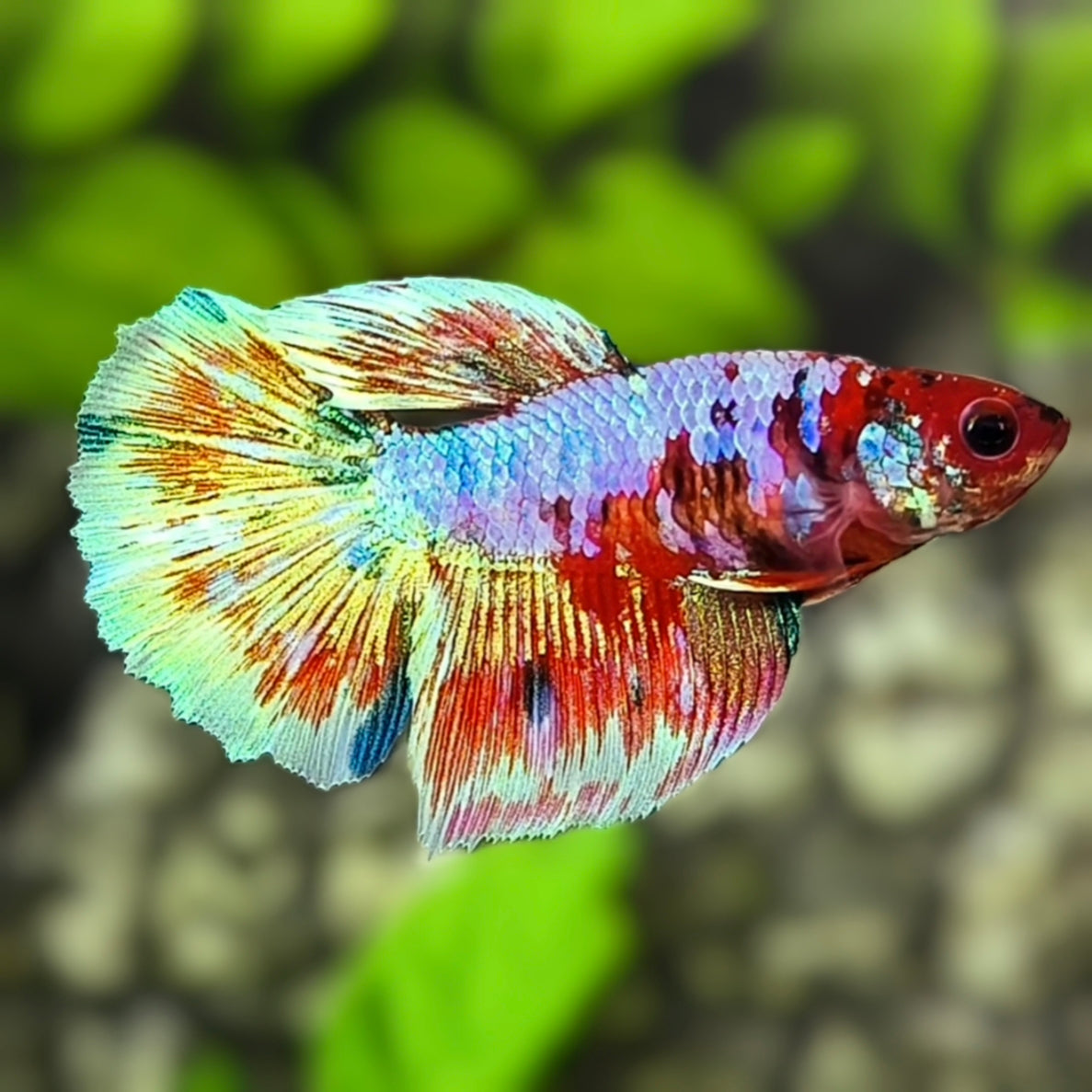Multicolor Galaxy Halfmoon Betta Fish Female For Sorority / Breed