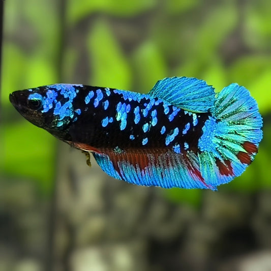 Avatar Gordon HMPK Betta Fish Female For Sorority / Breed