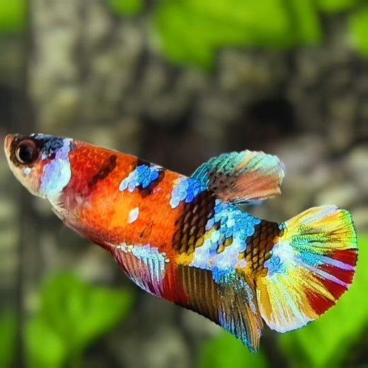 Multicolor Galaxy HMPK Betta Fish Female For Sorority / Breed