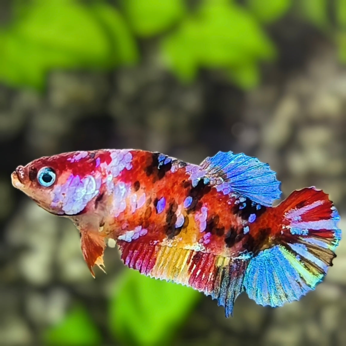 Multicolor Galaxy HMPK Betta Fish Female For Sorority / Breed