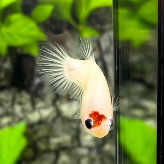 Red Tancho Koi HMPK Betta Fish Female For Sorority / Breed