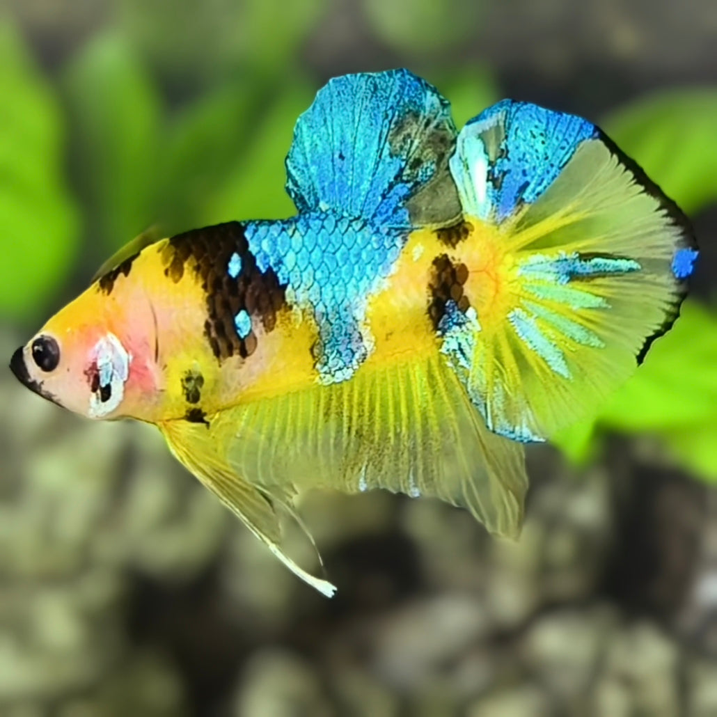 Yellow Turquoise Tiger Koi Galaxy HMPK Betta Fish Male #YKG
