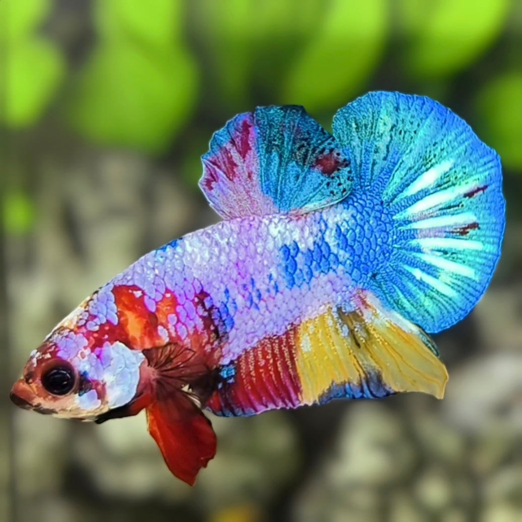 Multicolor Candy HMPK Betta Fish Male