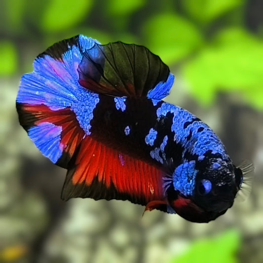 Avatar Purple Red HMPK Betta Fish Male