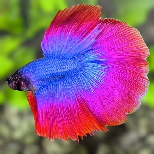 Purple Red Butterfly Halfmoon Betta Fish Male
