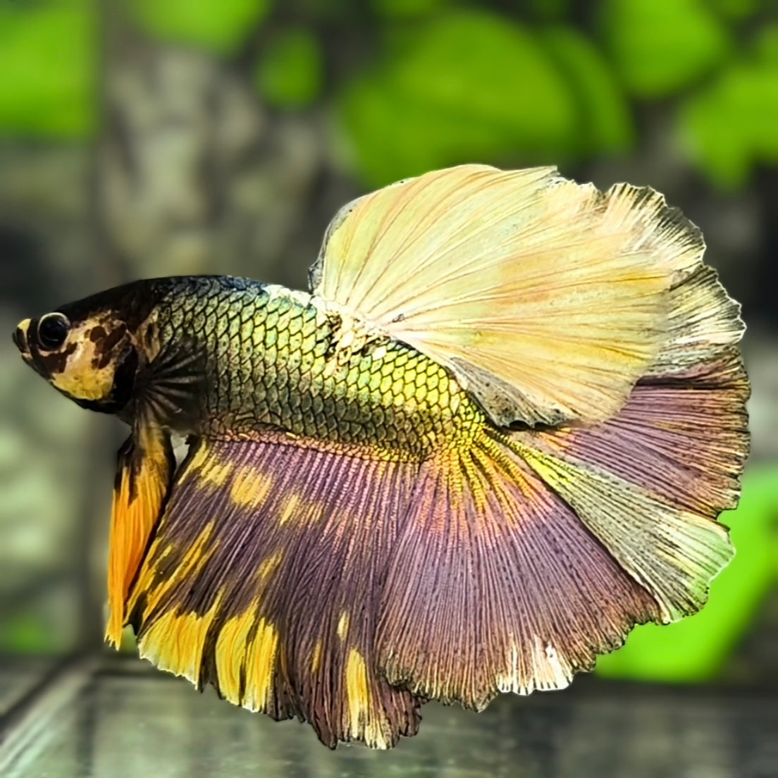 Fancy Copper Green Gold Halfmoon Betta Fish Male