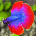 Purple Red Butterfly Halfmoon Betta Fish Male