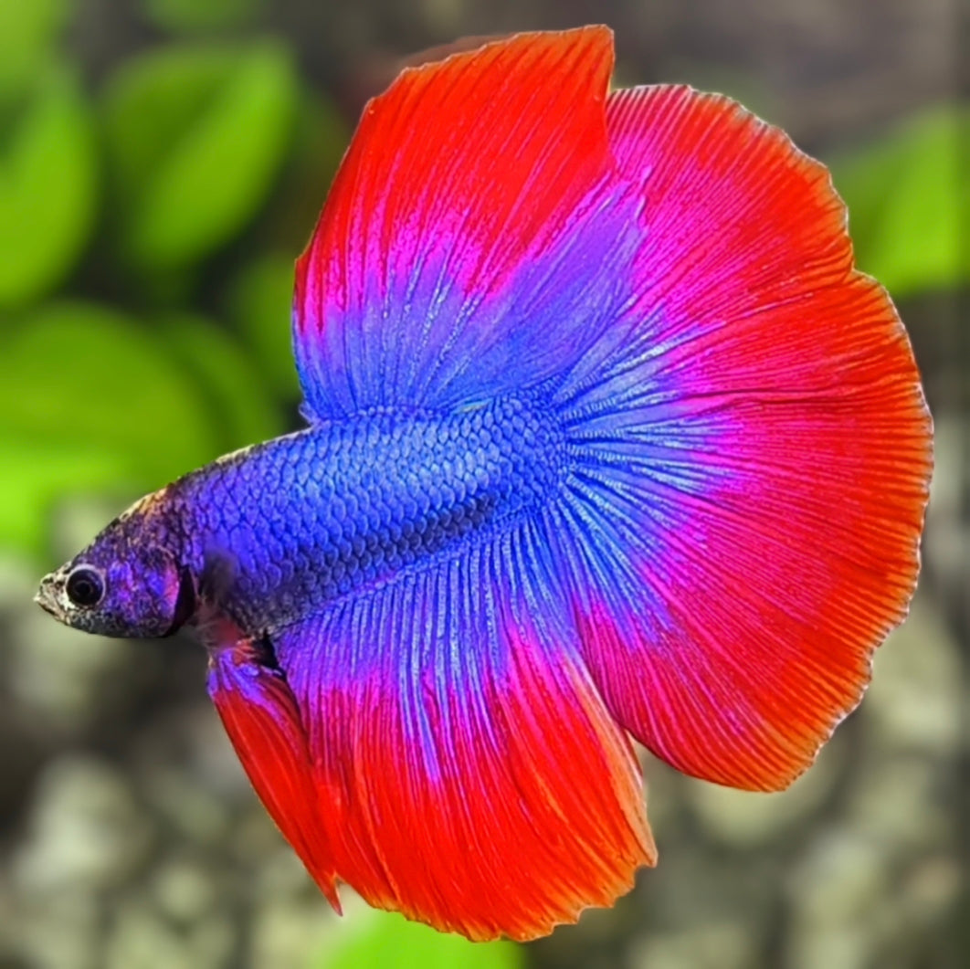 Purple Red Butterfly Halfmoon Betta Fish Male