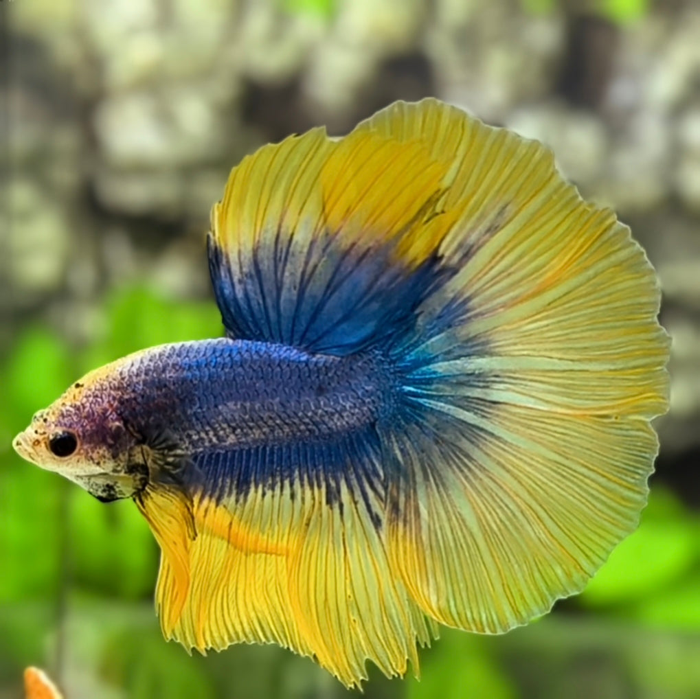 Yellow Turquoise Butterfly Halfmoon Betta Fish Male