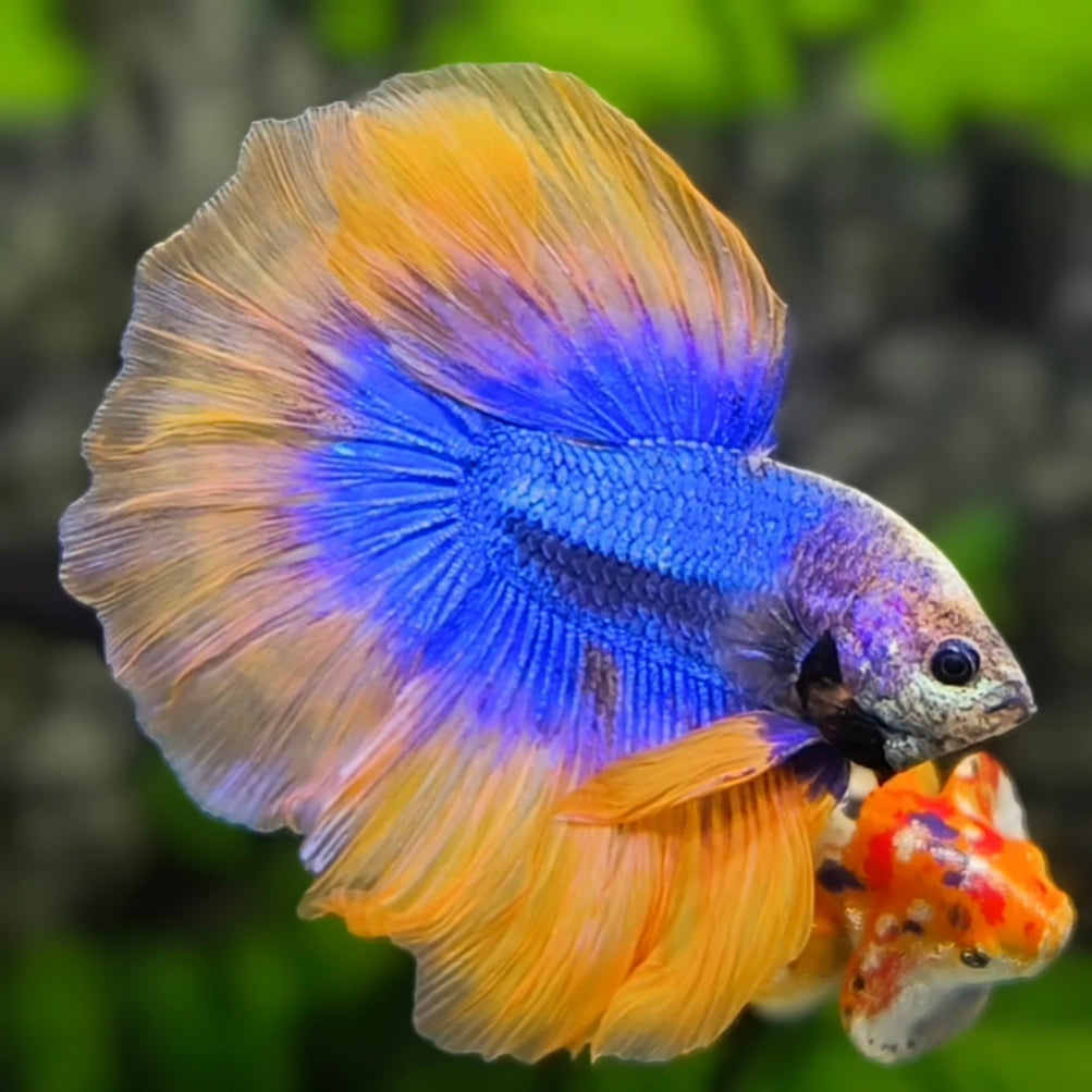 Orange Blue Butterfly Halfmoon Betta Fish Male
