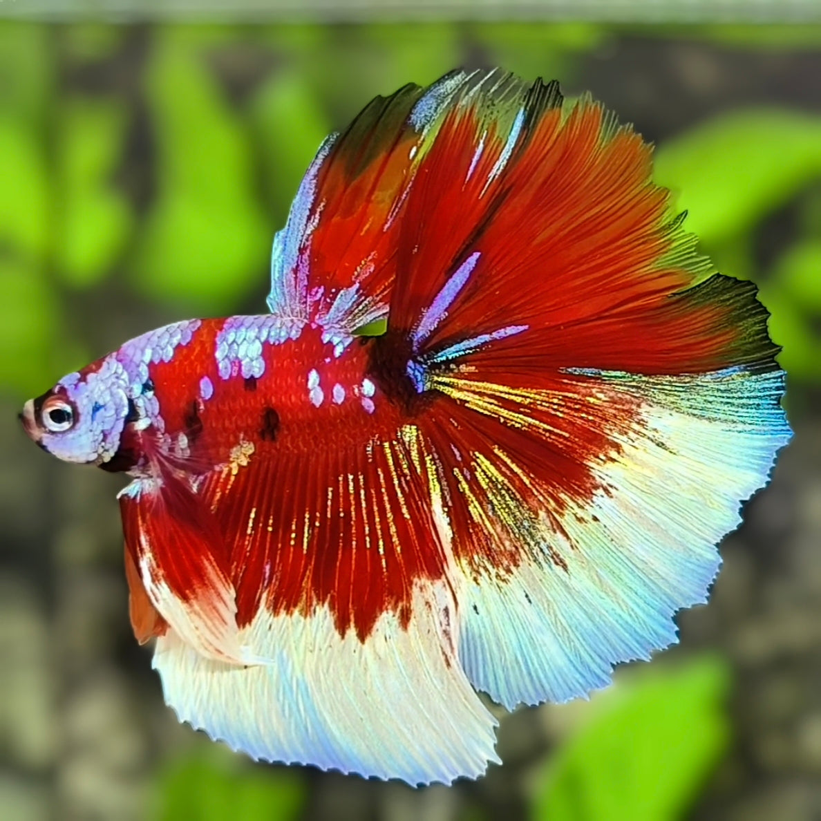 Red Barongsai Galaxy Halfmoon Betta Fish Male