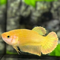 Solid Super Gold 24K HMPK Betta Fish Female For Sorority / Breed #01