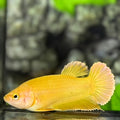 Solid Super Gold 24K HMPK Betta Fish Female For Sorority / Breed