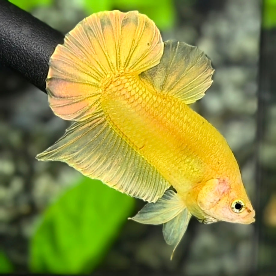 Solid Super Gold 24K HMPK Betta Fish Male