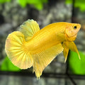 Solid Super Gold 24K HMPK Betta Fish Male #4