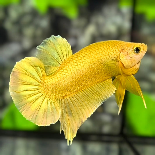 Solid Super Gold 24K HMPK Betta Fish Male #4