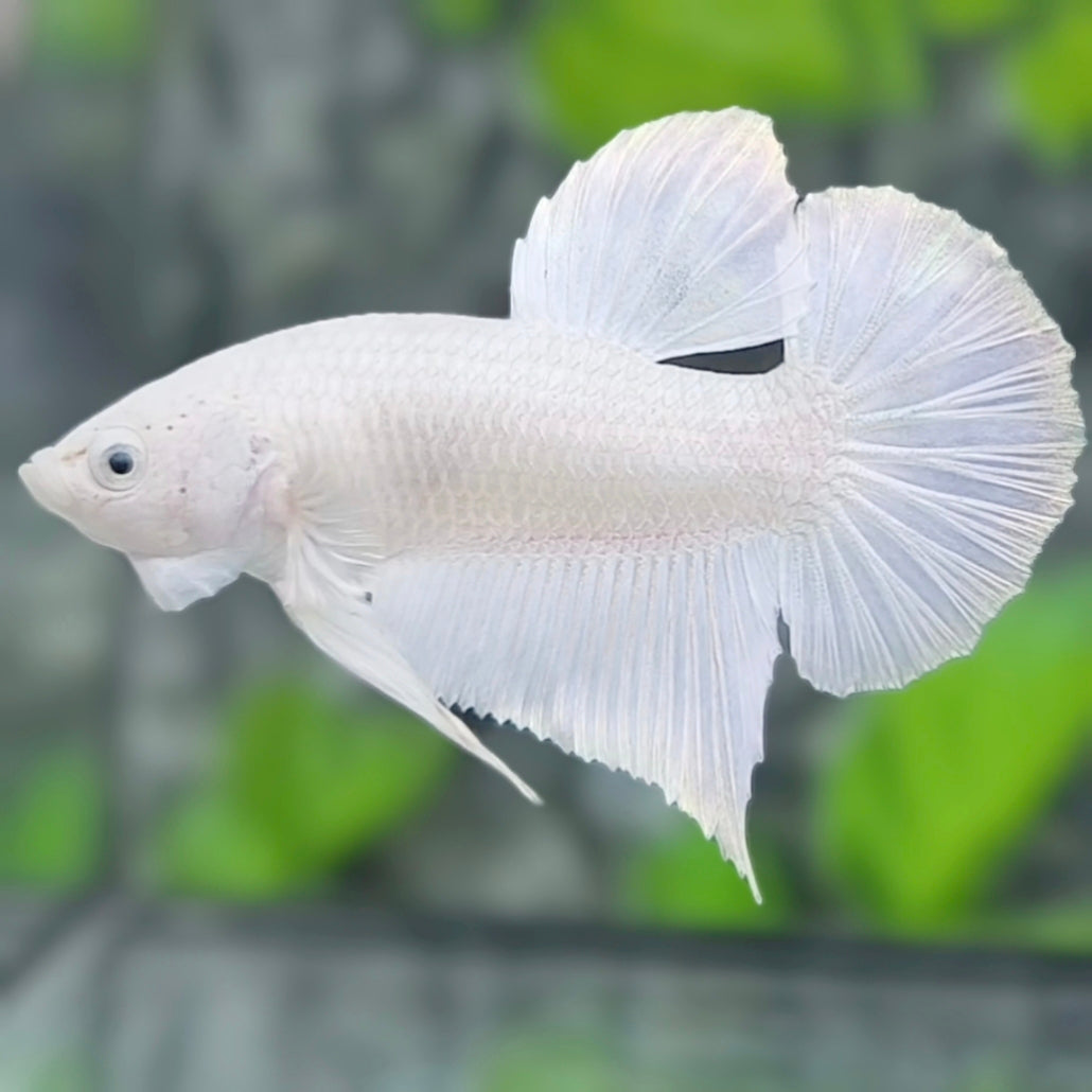 Solid White Platinum HMPK Betta Fish Male