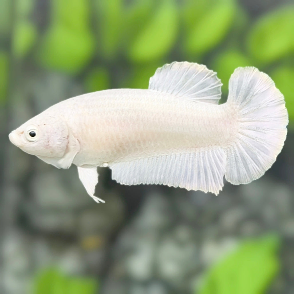 Solid White Platinum HMPK Betta Fish Female For Sorority / Breed #01