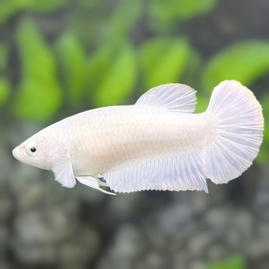 Solid White Platinum HMPK Betta Fish Female For Sorority / Breed #02