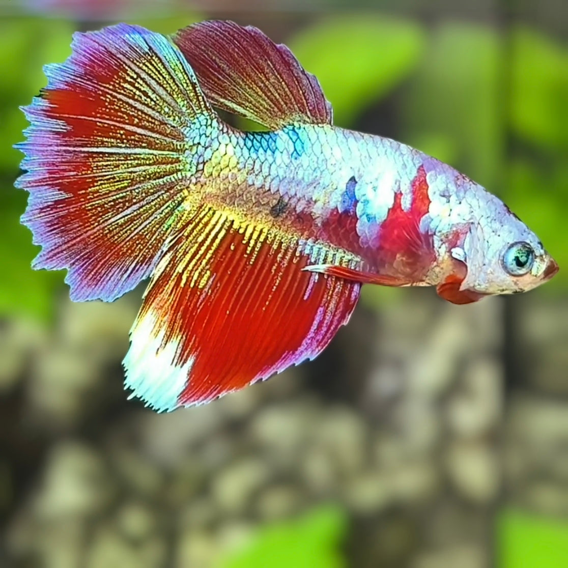 Multicolor Halfmoon Betta Fish Female For Sorority / Breed