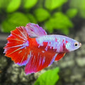 Red Pink Galaxy Halfmoon Betta Fish Female For Sorority / Breed