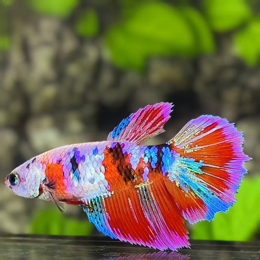 Multicolor Galaxy Halfmoon Betta Fish Female For Sorority / Breed